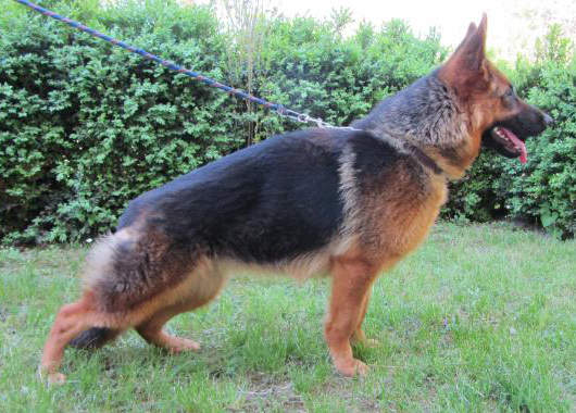 Berger Allemand femelle agata luxol